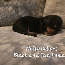 White Collar - Black and tan Dachshund puppy in La Pine, Oregon from RoseDox Dachshunds