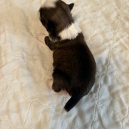 O'Malley - Gold and white male Shih Tzu puppy in Buffalo, New York from Irish Eyes ShihTzu