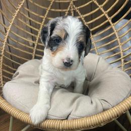 Merle male - Blue merle male Bernedoodle puppy in Clarksville, Iowa from Iowa Heartland Doodles