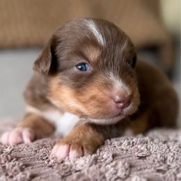 Ginger - Red tri-color female Australian Shepherd puppy in Oakridge, Oregon from Middle Fork Australian Shepherds