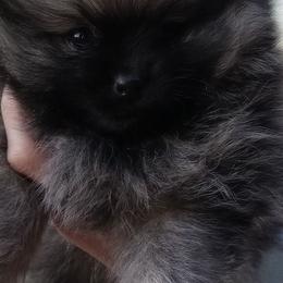 Ellie - Black and tan female Pomeranian puppy in Eureka Springs, Arkansas from Maple Hills Poms
