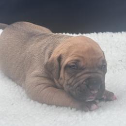 Black Sable - Fawn male American Bully puppy in Union County, North Carolina from XLRG BULLIES