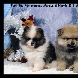 Pomeranian Puppies from Port Bee Pomeranian’s