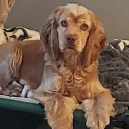 Remi - Cocker Spaniel