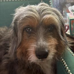 Coco - Aussiedoodle