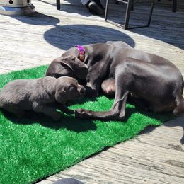 Weimaraner Puppies from L&M Weimaraners