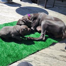 Weimaraner Puppies from L&M Weimaraners