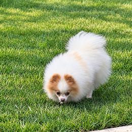 Tesla - Pomeranian