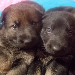 German Shepherd Puppies from Spruce Valley German Shepherds