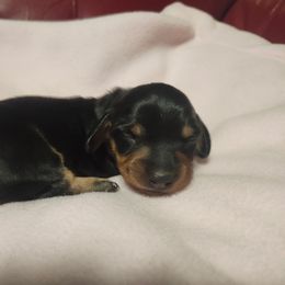 Jupiter - Black and tan female Dachshund puppy in Delano, Tennessee from Walker Ranch Danes & Dachshunds