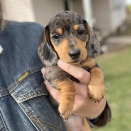 Dachshund Puppies from Rafter D4 Ranch - Mini Dachshunds