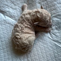 Bean - Cream female Poodle puppy in Chattanooga, Tennessee from SoftPaw Kennels