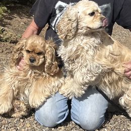 Daisy - Cocker Spaniel