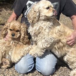 Daisy - Cocker Spaniel