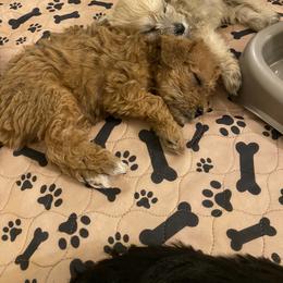 Schnoodle Puppies from Noodle Tings Puppies