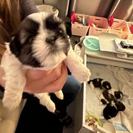 Girl 3 - Shih Tzu puppy in Raymond, New Hampshire from Shih Tzus of NH