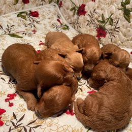 Cavapoo and Poodle Puppies from Browns Babies