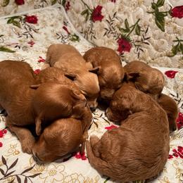 Cavapoo and Poodle Puppies from Browns Babies