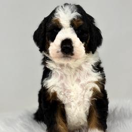 Hive - Tri-color male Bernedoodle puppy in Fleming, Colorado from Vandenbark Doodles