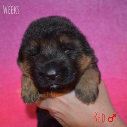 Red - Black and red male German Shepherd puppy in Orlando, Florida from AceHaven Canines