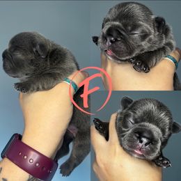 French Bulldog Puppies from K&J Frenchies