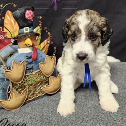 Cocoa - Sable male Poodle puppy in Mancelona, Michigan from Lavender poodles & doodles