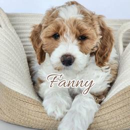 Fanny - Parti female Goldendoodle puppy in Humboldt, Minnesota from Sister Doodles