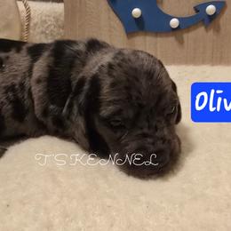 Oliver - Blue and tan male Dachshund puppy in Poplarville, Mississippi from T's Kennel