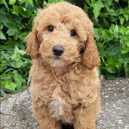 Max - Red  male Poodle puppy in Orland, California from Elliott's Elite Puppies