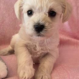 Daisy - White female Miniature Schnauzer puppy in Long Prairie, Minnesota from Dorie's Mini Schnauzers