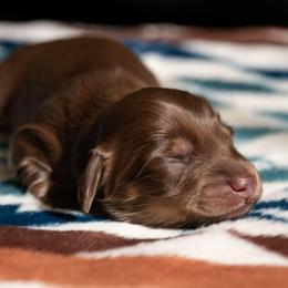 Neville - Chocolate and tan male Dachshund puppy in Momence, Illinois from Happy Little Doxies