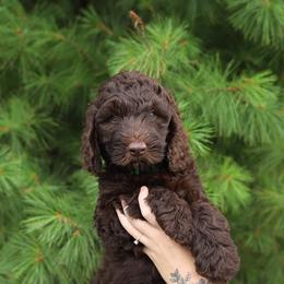 Ollie - Chocolate male Australian Labradoodle puppy in Williamstown, New York from Lewis Manor Labradoodles