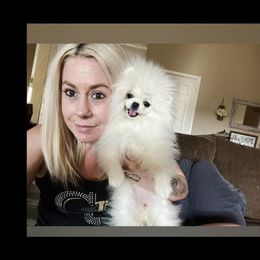 Gucci - Pomeranian