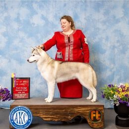 Madison - Siberian Husky