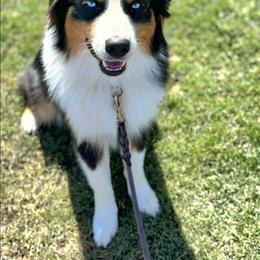 Jaxx - Black tri-color male Australian Shepherd puppy in Waddell, Arizona from Winsome Aussies