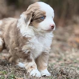 Judge - Red merle male Miniature Australian Shepherd puppy in Natural Dam, Arkansas from Natural State Aussies