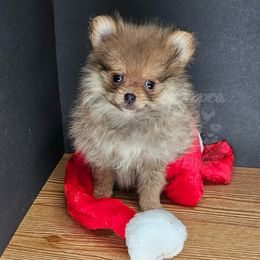 Pepper's Actually Romantic - Romeo - Blue sable male Pomeranian puppy in Plant City, Florida from Pepper's Pomeranians
