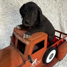 Blue Collar Female - Black and white female Great Dane puppy in Wimberley, Texas from Heart of Texas Great Danes