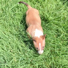 Miniature Bull Terrier Puppies from Desert Desperados
