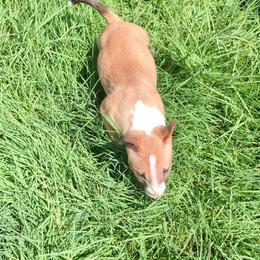 Miniature Bull Terrier Puppies from Desert Desperados