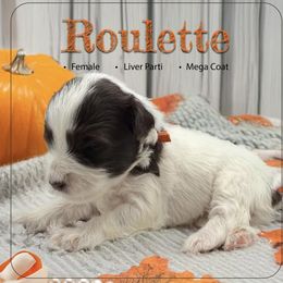 Roulette - Parti female Miniature Schnauzer puppy in Pendleton, South Carolina from Lap Happy Schnauzers