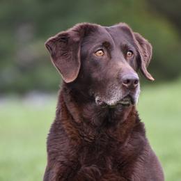 Ziva - Labrador Retriever