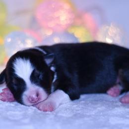 Laurent - Black tri-color female Australian Shepherd puppy in Easton, Missouri from MMA Kennel