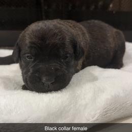 Girl 1 - Black brindle female Cane Corso puppy in Jasper, Alabama from C&M Cane Corso