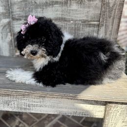 Bora Bora - Parti female Goldendoodle puppy in Mc Kinney, Texas from Flair Doodles