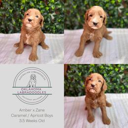 3rd Pick Boy - Caramel male Australian Labradoodle puppy in Hartshorne, Oklahoma from Jena Edmond