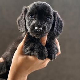 Paxton - Black male Dachshund puppy in Goodyear, Arizona from D&C Royal Dachshunds LLC