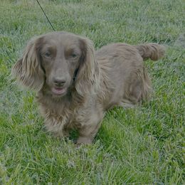 Svetlana - Dachshund