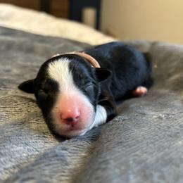 Radish - Black and white female Border Collie puppy in Franklin, Maine from Broad Meadow Borders