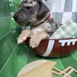Forest - Blue and white male Great Dane puppy in Ardmore, Alabama from Delta Danes